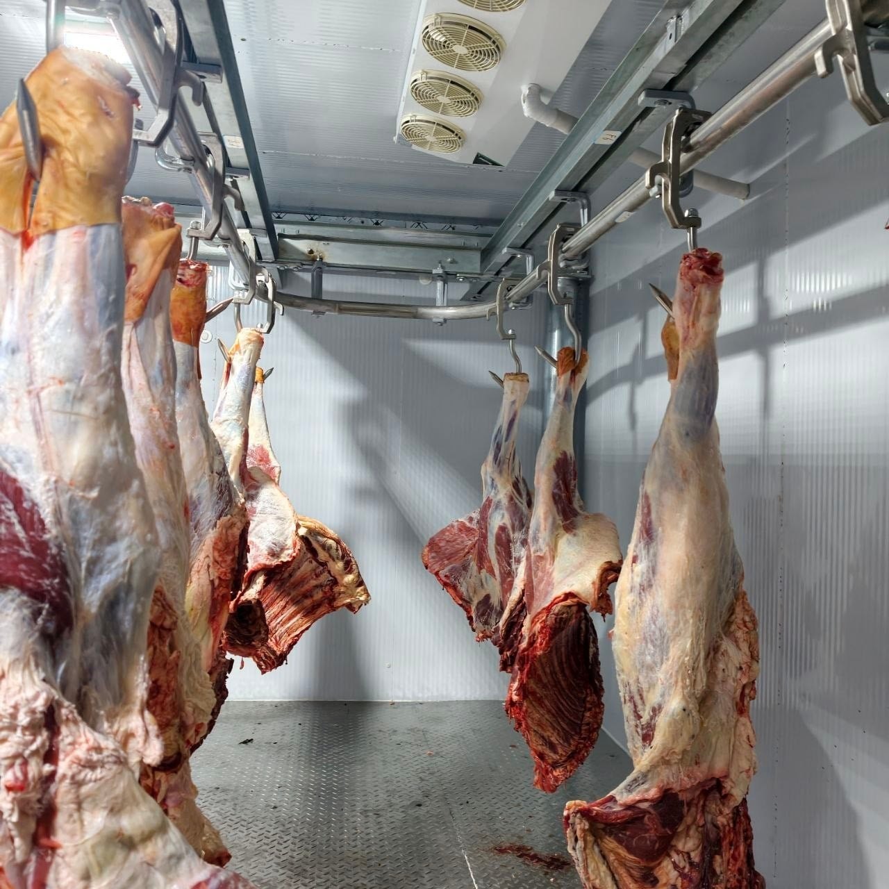 Beef carcasses hanging in the chilled room
