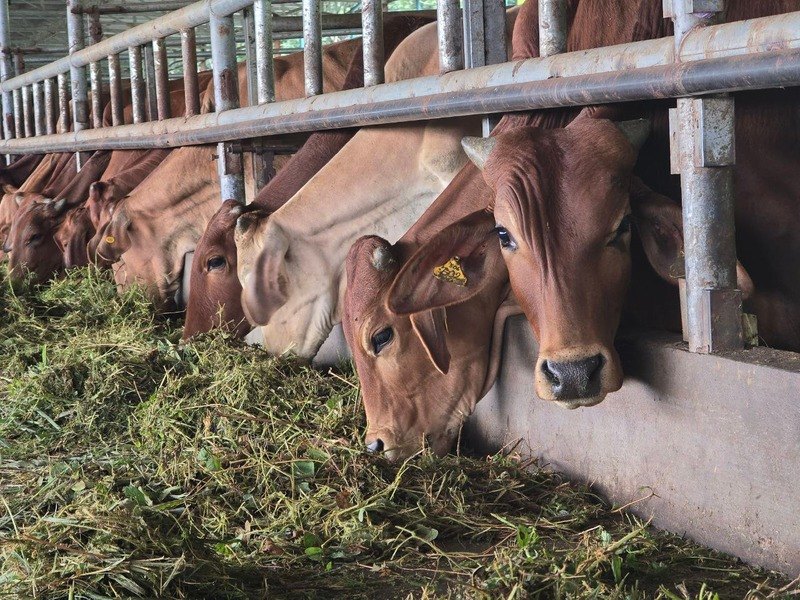 Khmer cattle eating fresh-cut grass