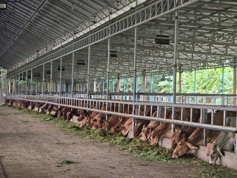 Khmer cattle feeding in an open shed