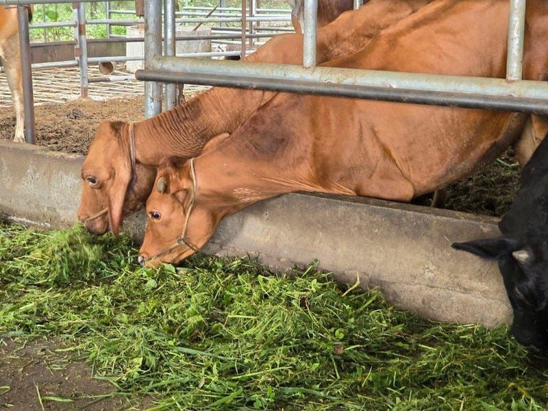 Cattle at the feeding trough