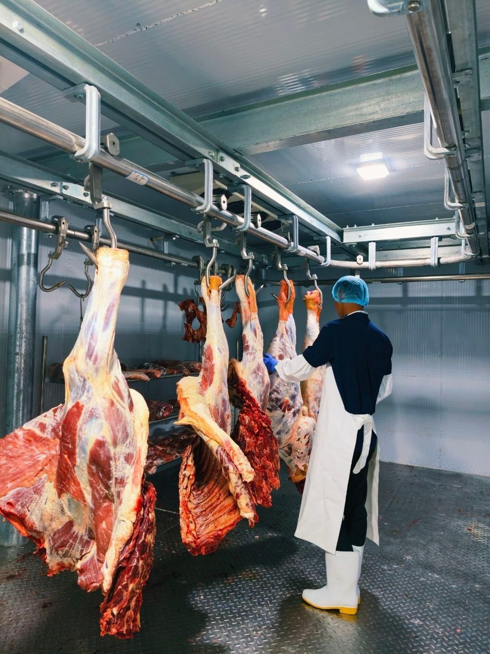 FBL Beef butcher inspecting beef carcasses in the cold room